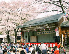 あつぎ飯山桜まつり